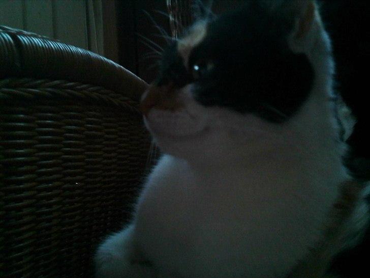 Huskat Molly - hendes smukke hoved<3  billede 4