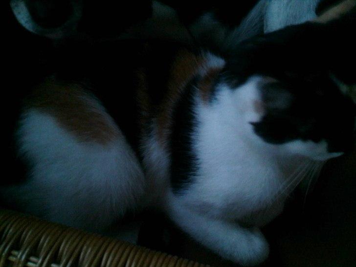 Huskat Molly - <3  billede 5