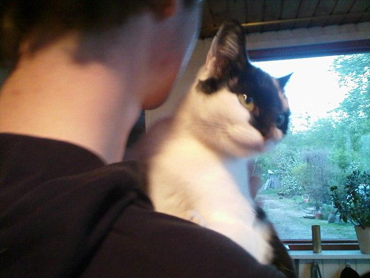 Huskat Molly - hendes smukke lille hoved igen <3  billede 7