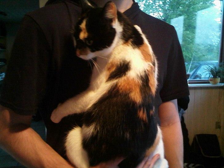 Huskat Molly - molly elsker og side såen :D  billede 8