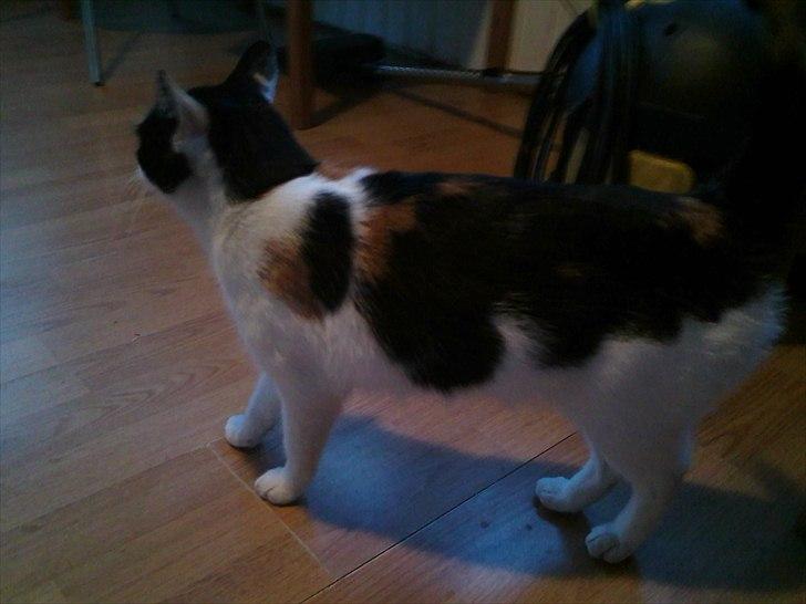 Huskat Molly - fine mis<3  billede 9