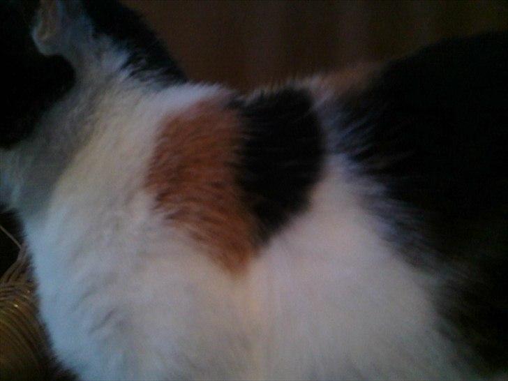 Huskat Molly - molly har et helt specielt kendetegn ;D hun har nemlig et hjerte formet mønster på venstre forben :D   billede 10