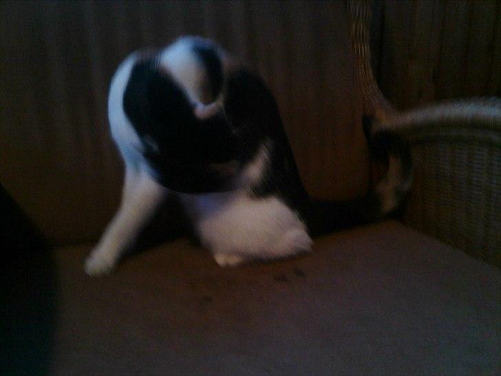 Huskat Molly - prinsessen vasker sig <3  billede 11