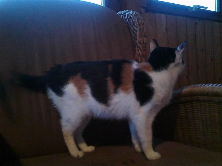 Huskat Molly - smukke molly :)  billede 12