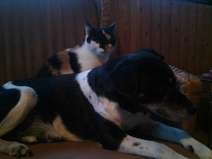 Huskat Molly - molly og kvik <3  billede 14