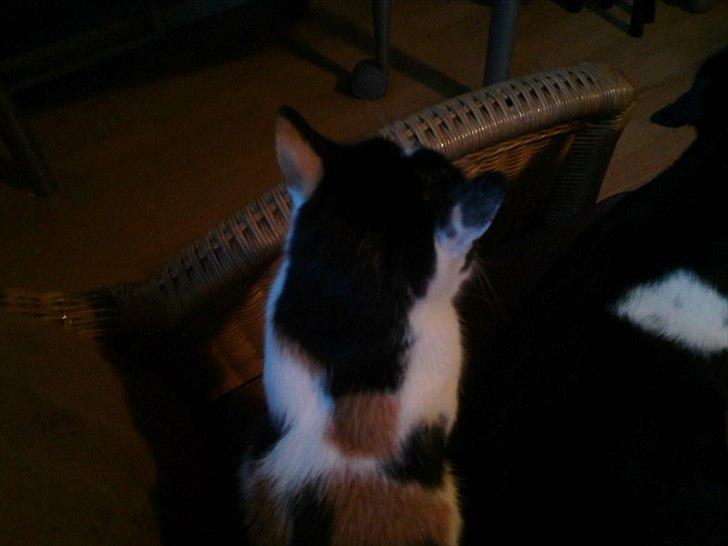 Huskat Molly - et billede oppe fra så man kan se hendes fine aftegninger ovenpå :D  billede 15