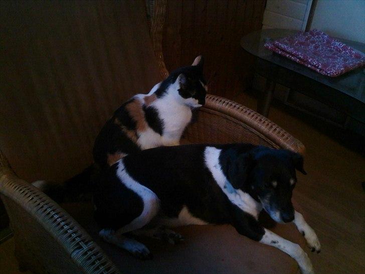 Huskat Molly - tak fordi i kiggede med :D håber i vil stemme den lille prinsesse ind så hun kan kom ind og snakke og lege med alle de andre dejlige og smukke misser :D <3  billede 16