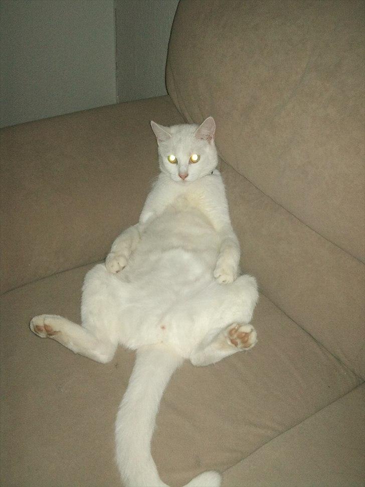 Blanding af racer Alaska billede 7