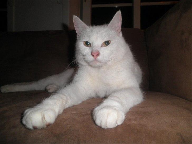 Blanding af racer Alaska billede 5