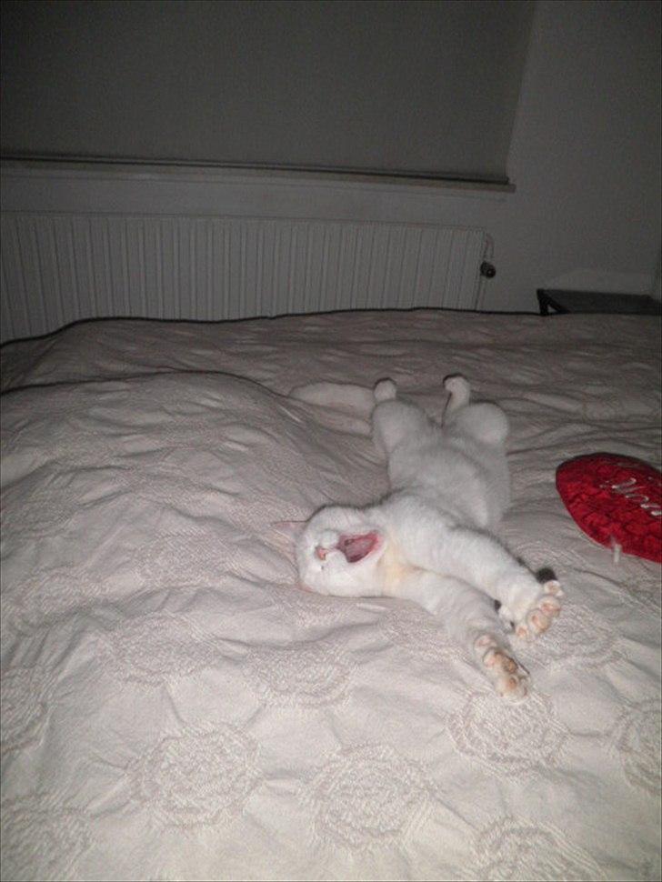 Blanding af racer Alaska billede 6