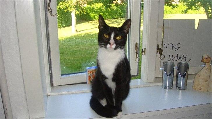 Blanding af racer Tulle fis' billede 2