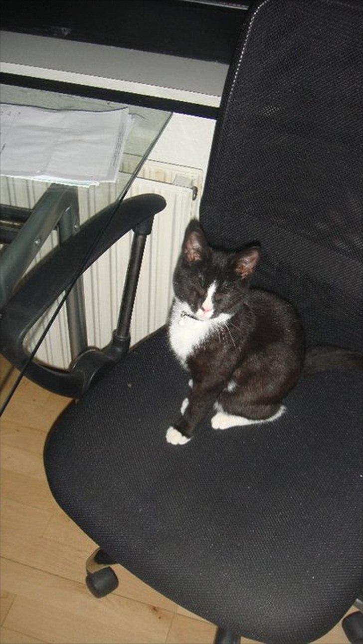 Blanding af racer Tulle fis' billede 3