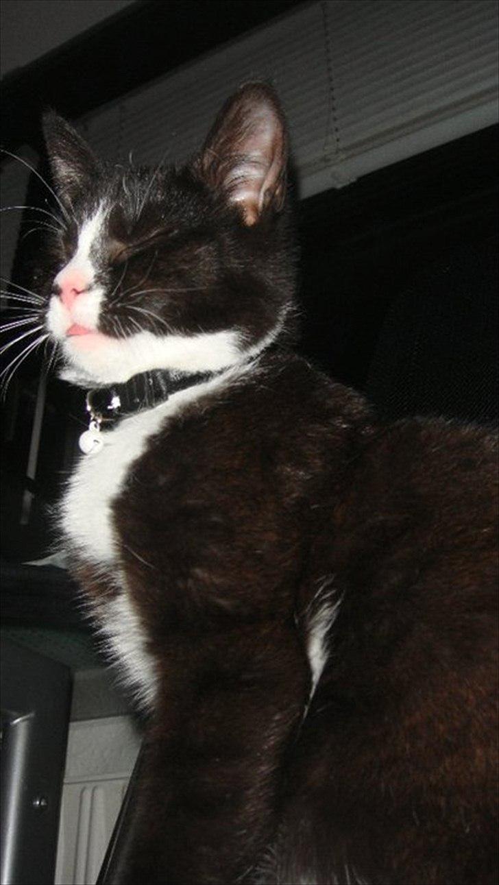 Blanding af racer Tulle fis' billede 4