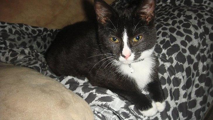 Blanding af racer Tulle fis' billede 5