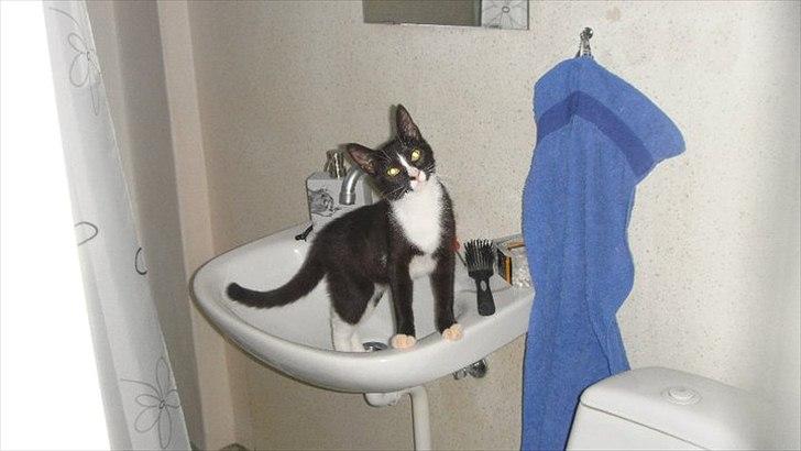 Blanding af racer Tulle fis' billede 6