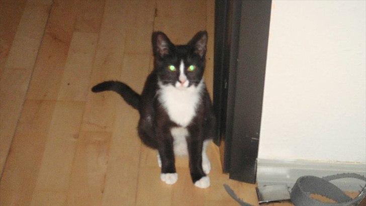 Blanding af racer Tulle fis' billede 7