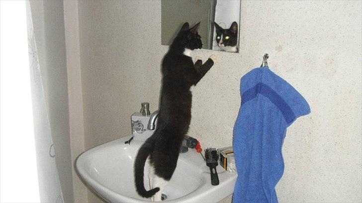 Blanding af racer Tulle fis' billede 8