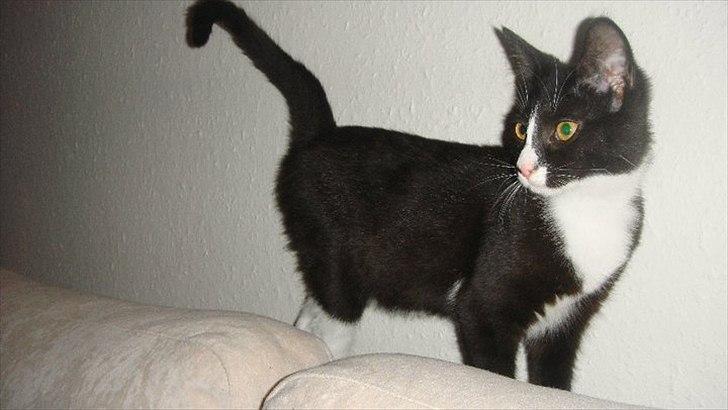 Blanding af racer Tulle fis' billede 9