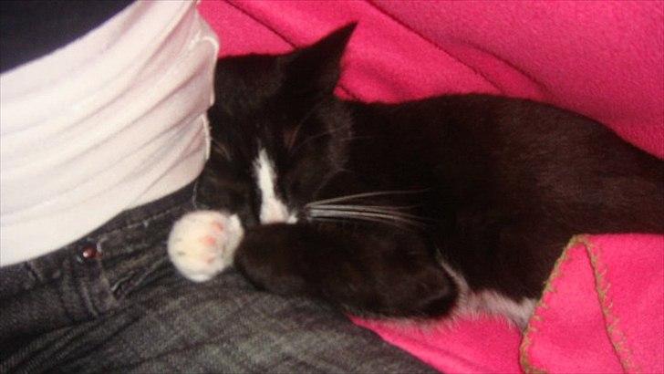 Blanding af racer Tulle fis' billede 10