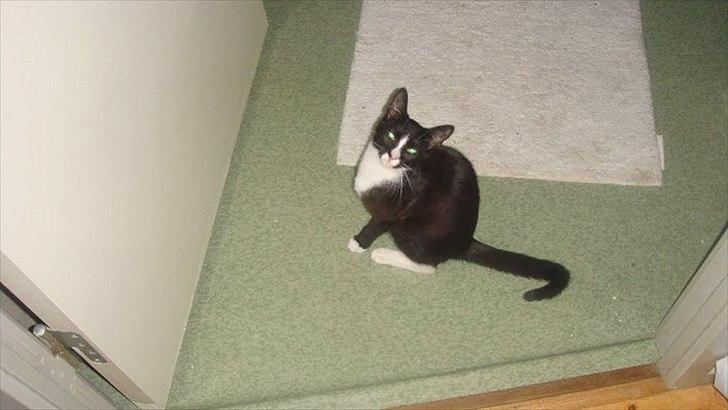 Blanding af racer Tulle fis' billede 11