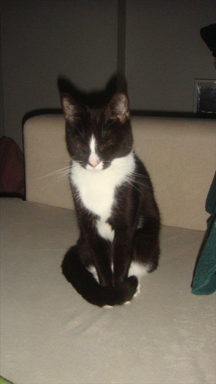 Blanding af racer Tulle fis' billede 12