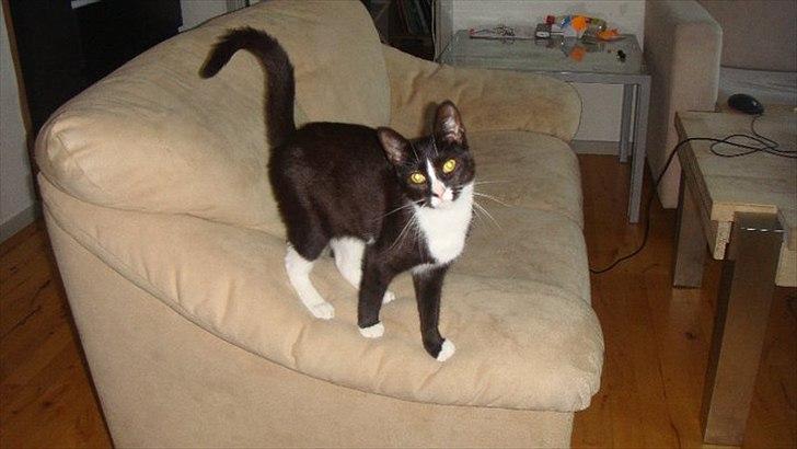 Blanding af racer Tulle fis' billede 13