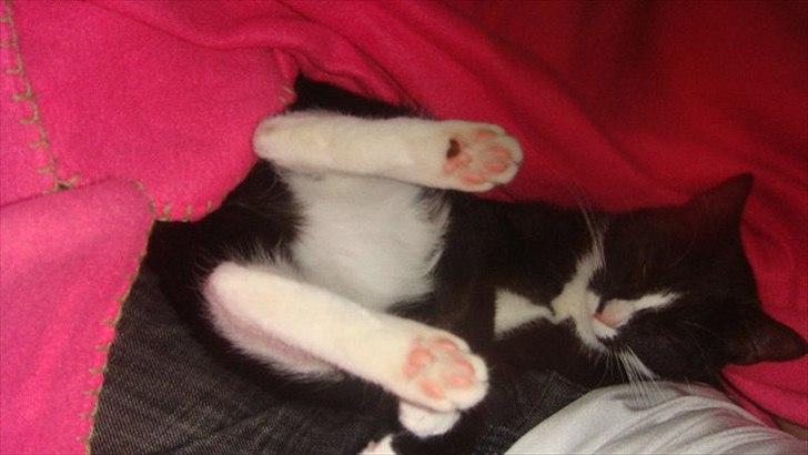 Blanding af racer Tulle fis' billede 14