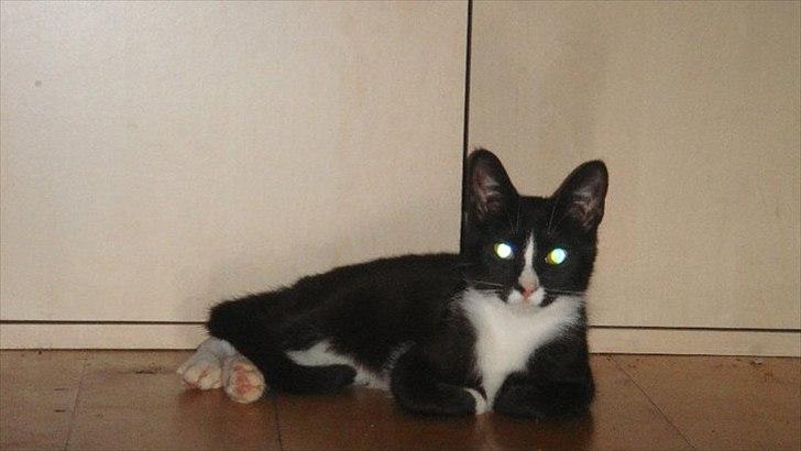 Blanding af racer Tulle fis' billede 15