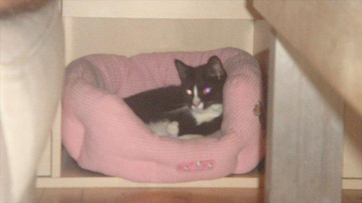 Blanding af racer Tulle fis' billede 16