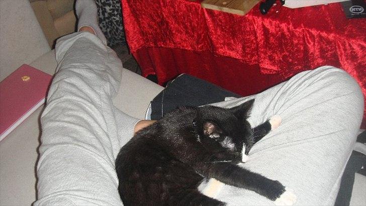 Blanding af racer Tulle fis' billede 17