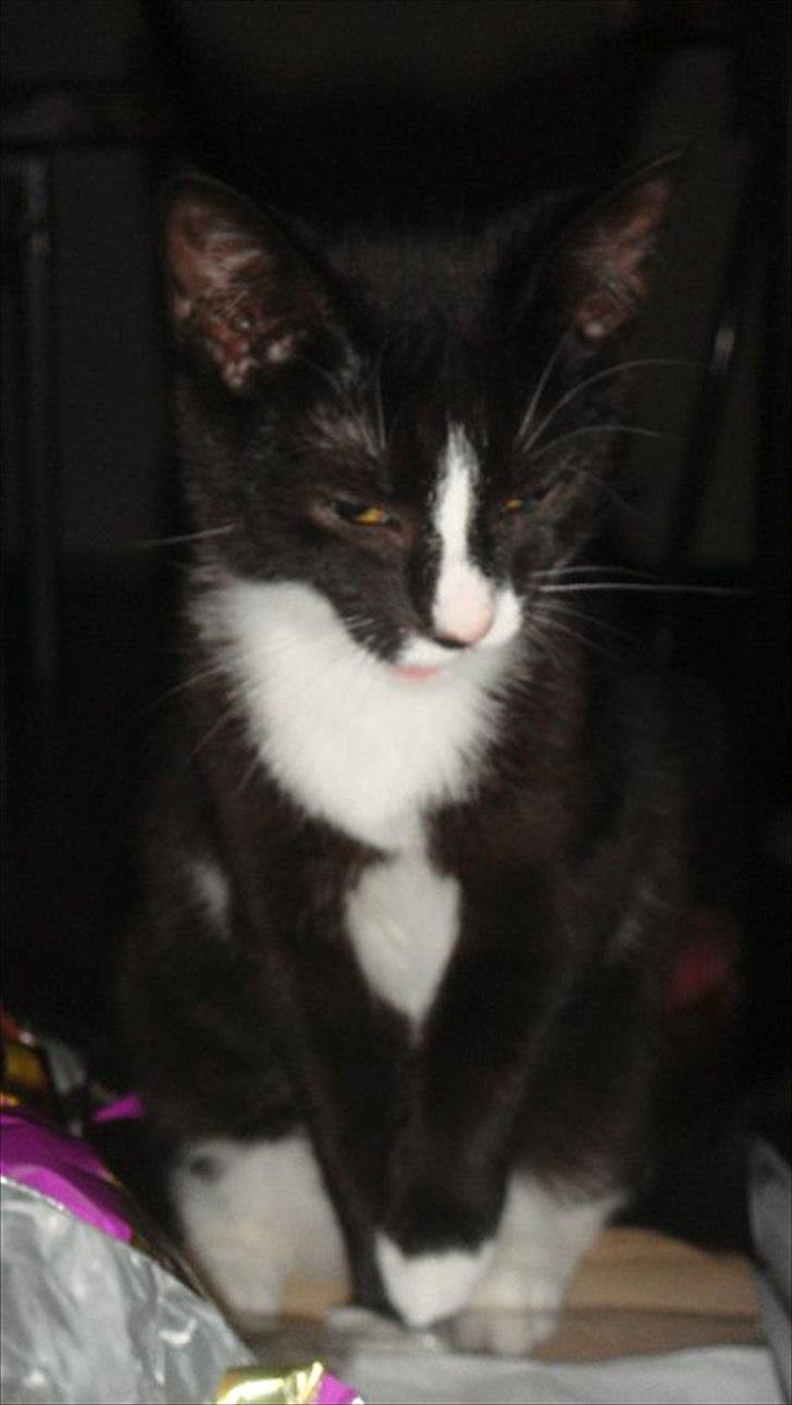 Blanding af racer Tulle fis' billede 18