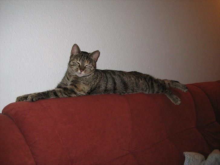 Huskat Ziggie - Ziggie billede 3