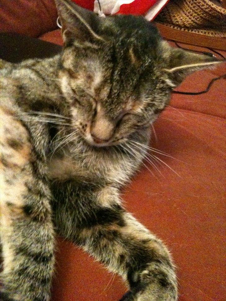 Huskat Ziggie - Ziggie billede 2