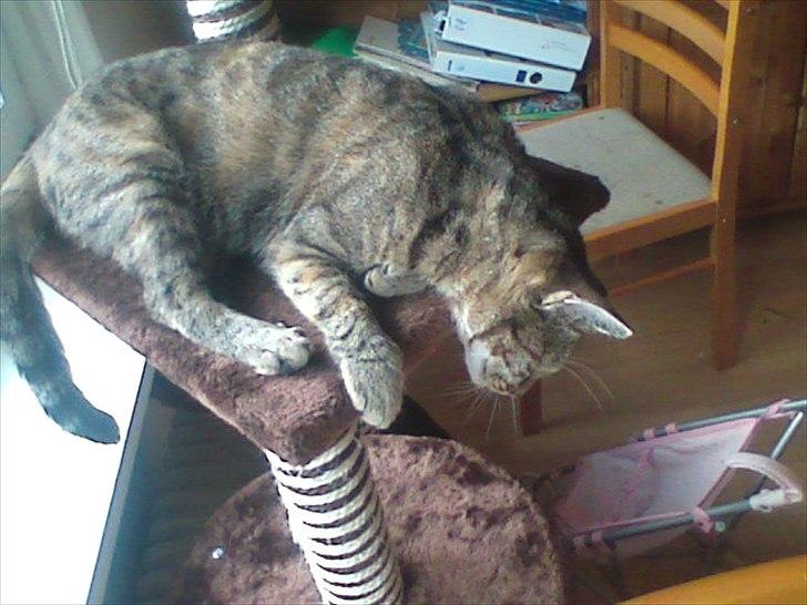 Huskat Ziggie billede 5