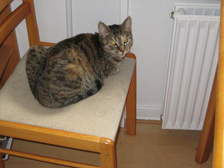 Huskat Ziggie billede 7