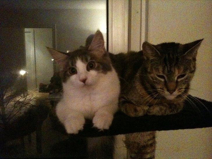 Huskat Ziggie billede 8