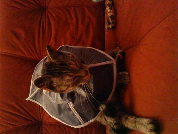 Huskat Ziggie - Ziggie efter operation billede 9