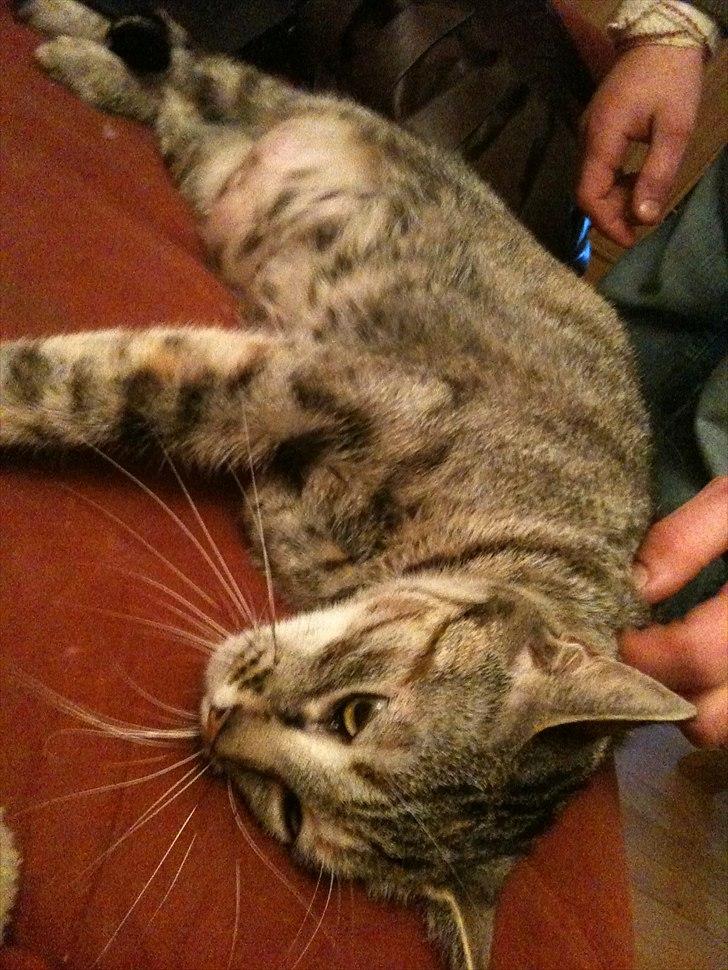 Huskat Ziggie billede 10