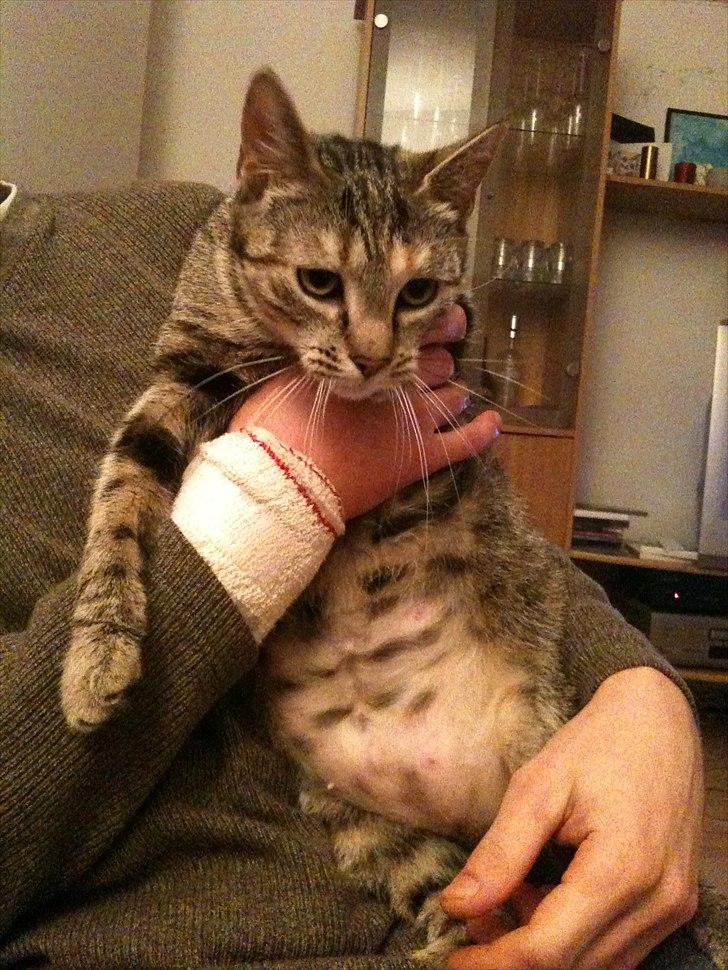 Huskat Ziggie billede 11