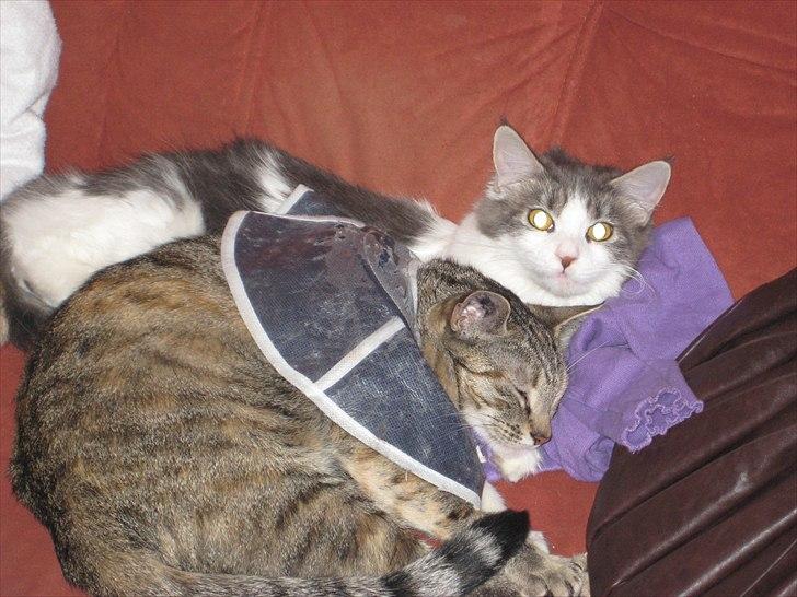 Huskat Ziggie billede 12