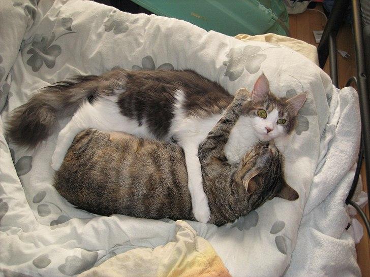 Huskat Ziggie billede 14