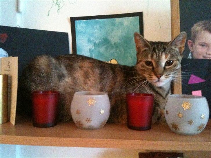 Huskat Ziggie billede 15