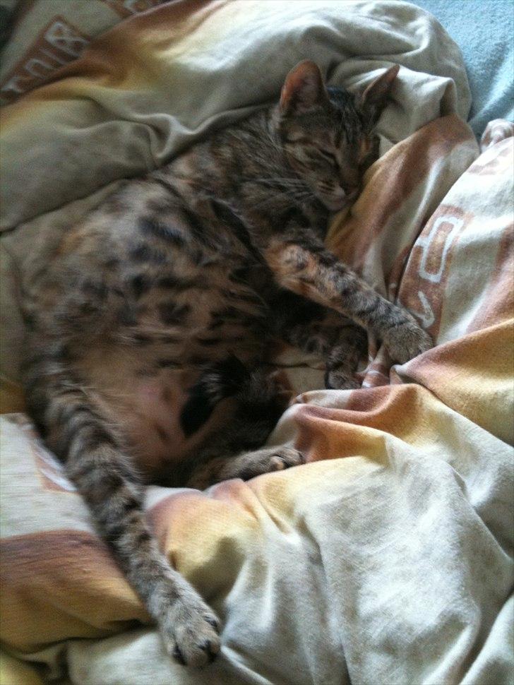 Huskat Ziggie billede 16