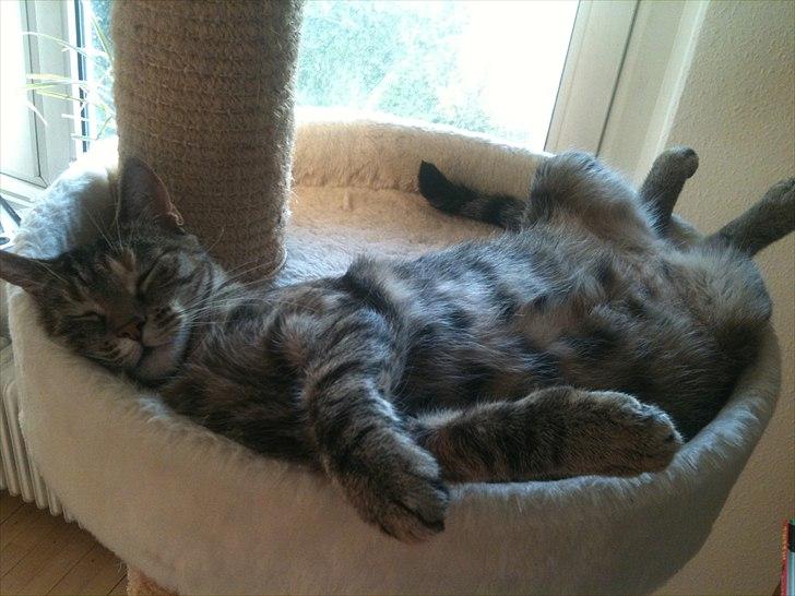 Huskat Ziggie - DASE!!!! billede 1