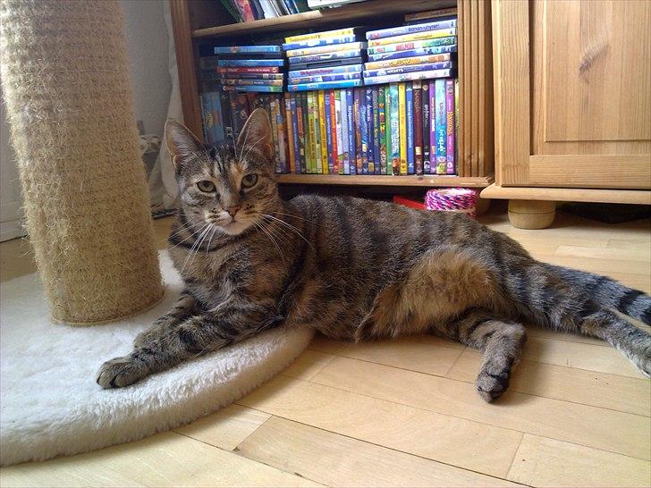 Huskat Ziggie billede 17