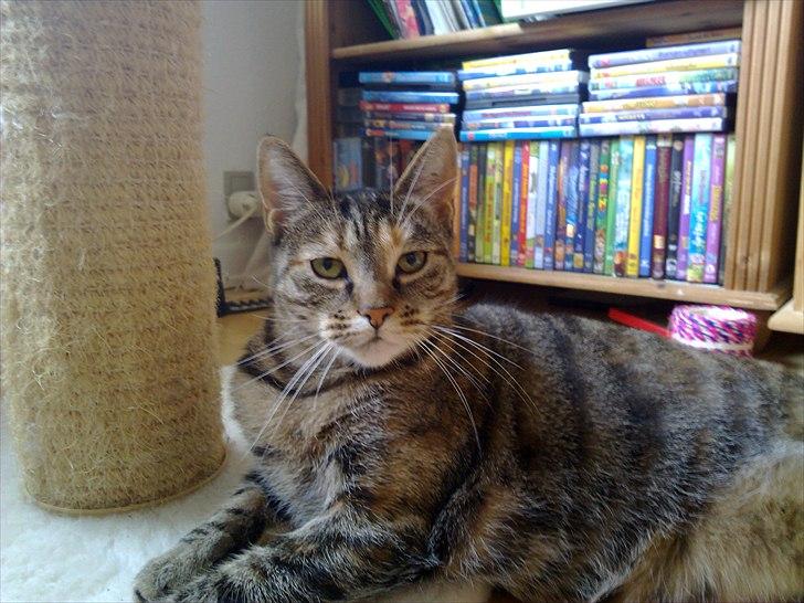 Huskat Ziggie billede 18