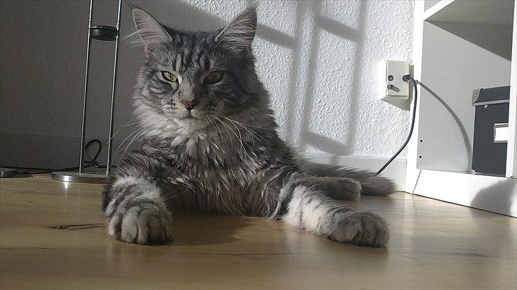 Maine Coon Casto billede 12