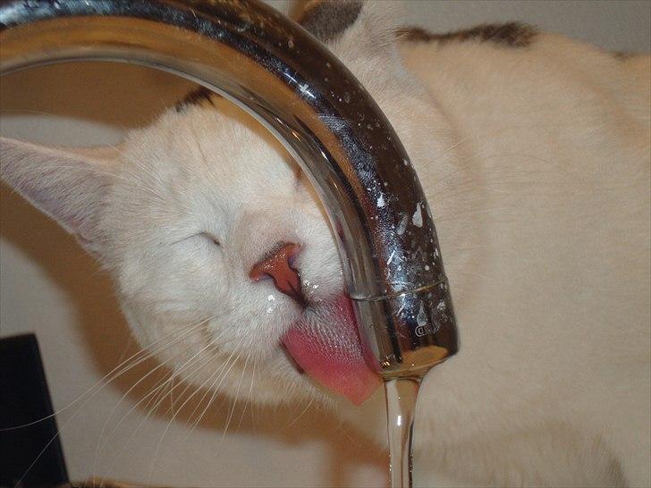 Huskat Walter - Sisses Kat billede 16