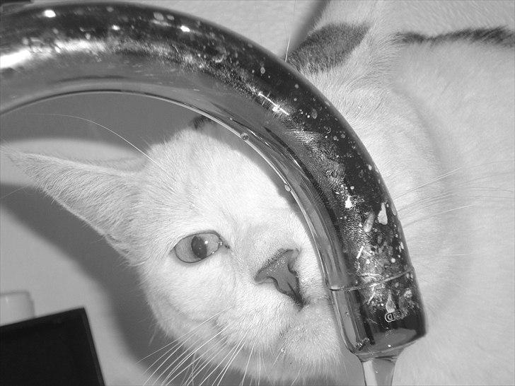 Huskat Walter - Sisses Kat billede 17