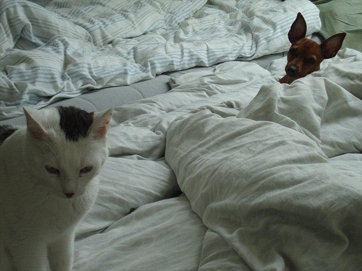 Huskat Walter - Sisses Kat billede 18